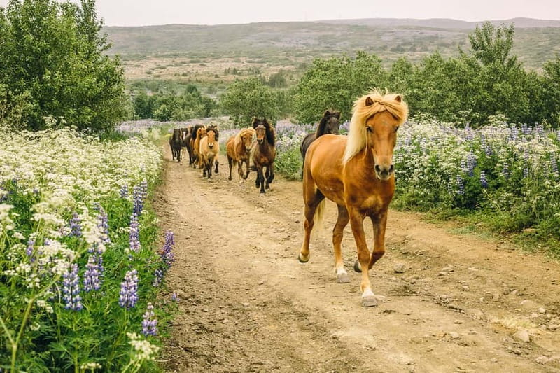 Icelandic Horse Riding Tour & Pickup Option from Reykjavik - What You Will Experience on the Lava Trail