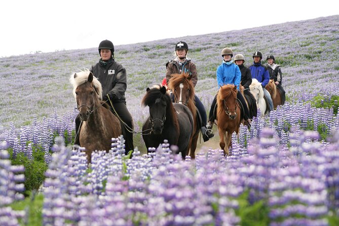 Icelandic Horseback Riding Tour with Pickup Option from Reykjavik - Price and Value: Is $133 Worth It?