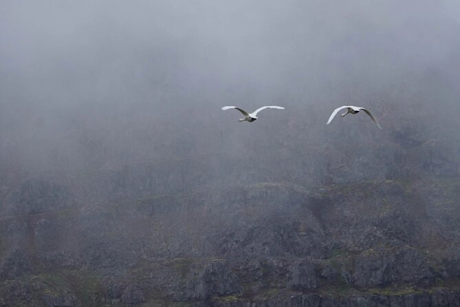 Isafjordur and Westfjords Private Tour - Flateyri and Þingeyri: Small villages with big personality