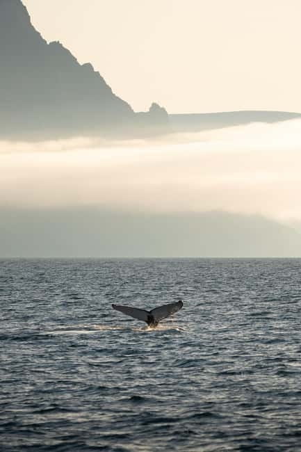 Ísafjörður: Westfjords Whale Watching Boat Tour - Key takeaways