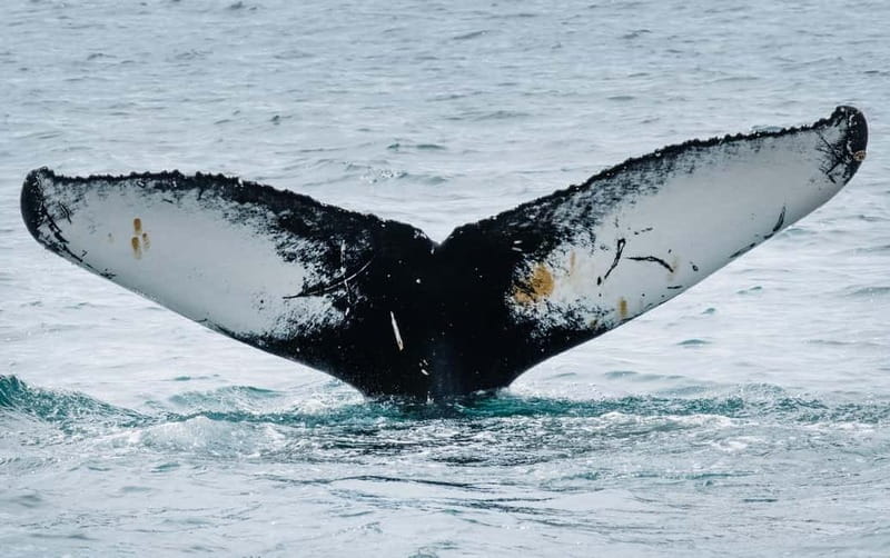 Ísafjörður: Westfjords Whale Watching Boat Tour - Ísafjörður Whale Watching: What Makes This Trip Worth 3 Hours