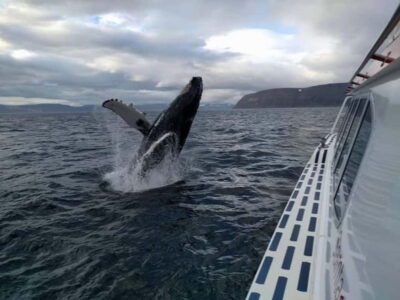 Ísafjörður: Westfjords Whale Watching Boat Tour