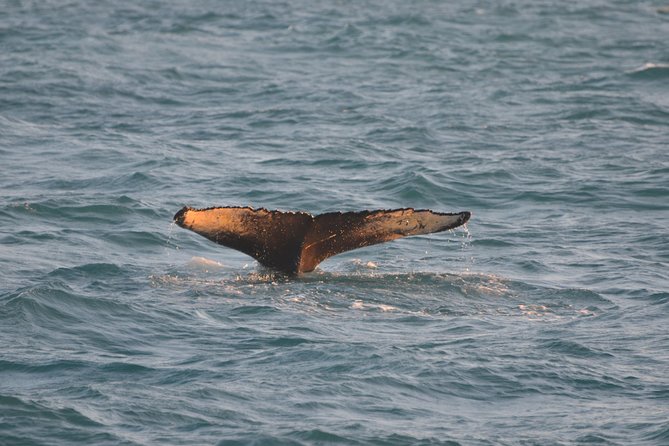 Magical Whales in the Midnight Sun | from Reykjavik - Onboard guide commentary: what makes the spotting easier