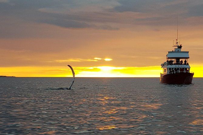 Magical Whales in the Midnight Sun | from Reykjavik - Dress for the ocean, not for Reykjavik streets