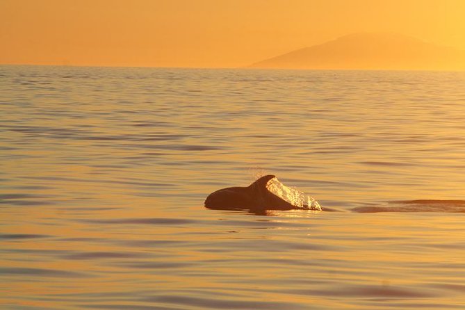 Magical Whales in the Midnight Sun | from Reykjavik - Price and what you really get for $105