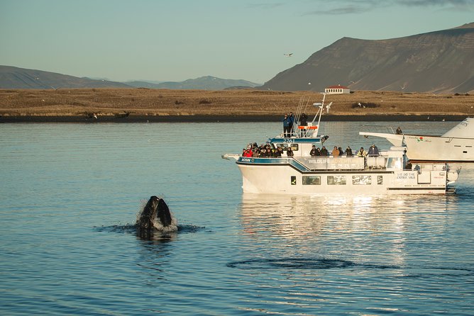 Midnight Sun Whale Watching from Reykjavik - Midnight sun schedules, Reykjavik timing, and why 9:00 pm is perfect