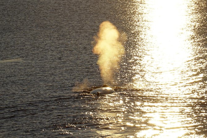 Midnight Sun Whale Watching from Reykjavik - Species odds in Faxaflói: what you might see and what to watch for