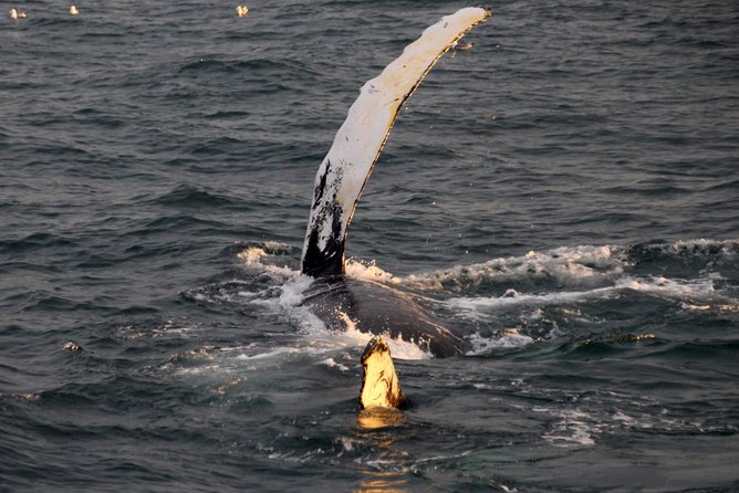 Midnight Sun Whale Watching from Reykjavik - Price and value: what $109.34 buys you in real-world terms