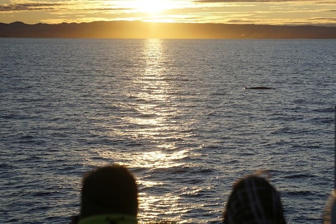 Midnight Sun Whale Watching from Reykjavik - Boat size and deck strategy: how to get better views on a busy night
