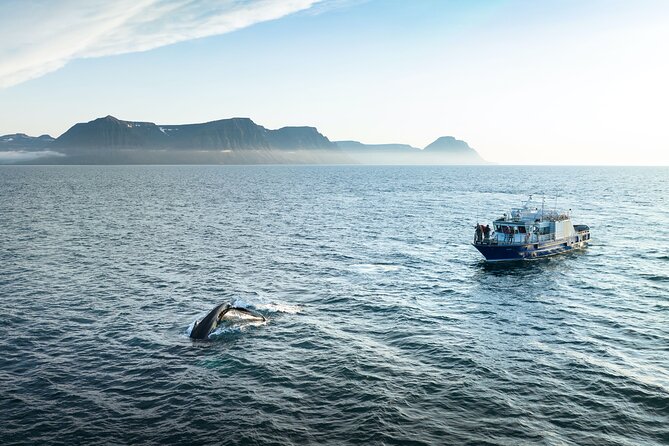 Midnight Whale Watching With Hydrophone - Key highlights to look for