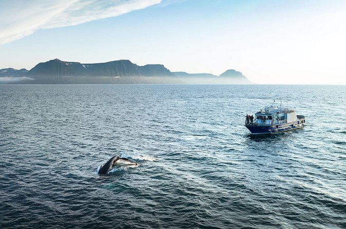 Midnight Whale Watching With Hydrophone - Meeting point at Ásgeirsgata, and how to plan your arrival