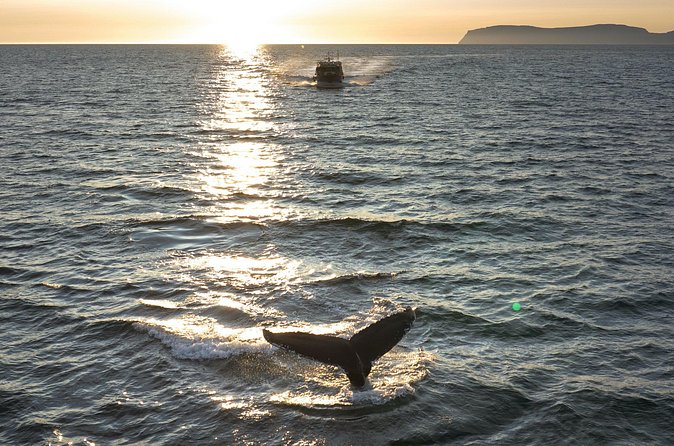 Midnight Whale Watching With Hydrophone - Weather is the real decision maker
