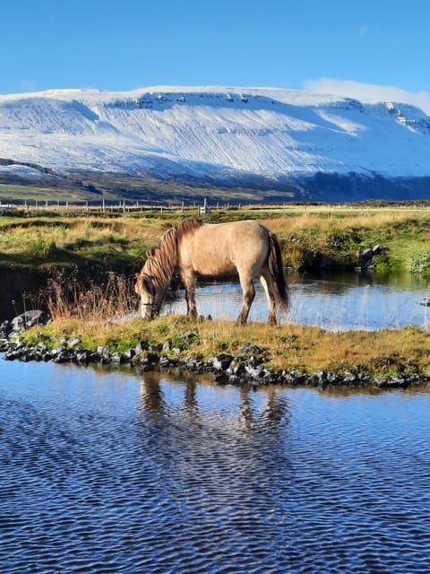 North Iceland: Horseback Riding Tour - Icelandic Horse Magic: Learning the Tölt Without Stress