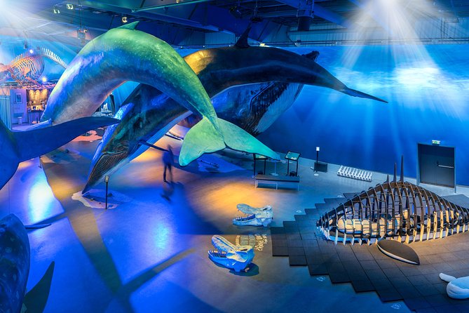 Northern Lights by Boat with a Backup Plan from Reykjavik - If Aurora Does Not Work: The Whales of Iceland Backup Plan