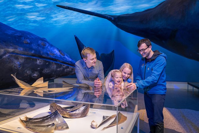 Northern Lights by Boat with a Backup Plan from Reykjavik - Value for Money: Why This $83.88 Price Can Still Feel Fair