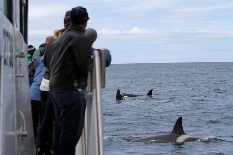 Ólafsvík: Whale Watching Tour - Key things that make this whale watch work