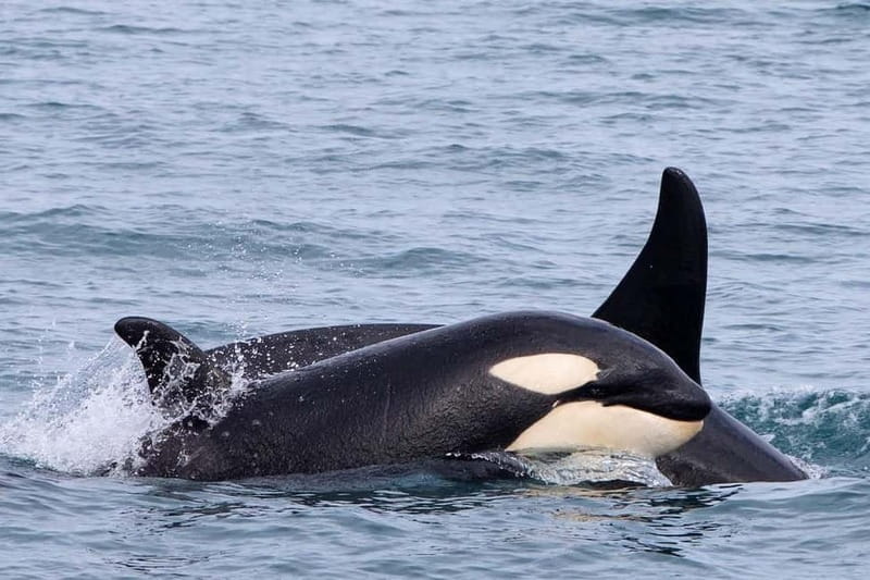 Ólafsvík: Whale Watching Tour - Should you book this Ólafsvík whale watching tour?