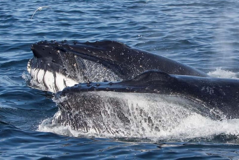 Ólafsvík: Whale Watching Tour - Ólafsvík and Snæfellsnes, the view that sets the tone