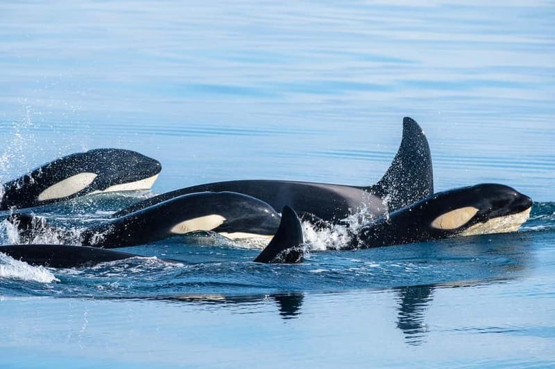 Ólafsvík: Whale Watching Tour - How the 3-hour cruise usually unfolds (and why it matters)