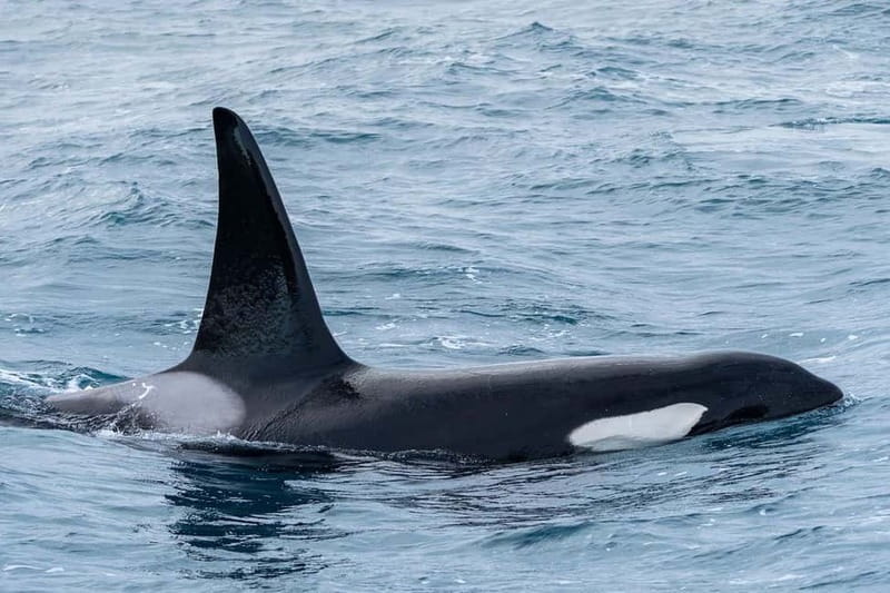 Ólafsvík: Whale Watching Tour - Comfort and safety: warm gear and the seasickness reality