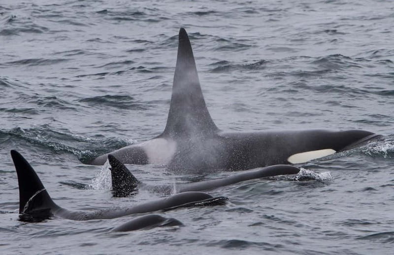 Ólafsvík: Whale Watching Tour - Price and value: what $119 buys you (and what it does not)