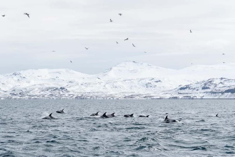 Ólafsvík: Whale Watching Tour - Odds get better when you think like the ocean