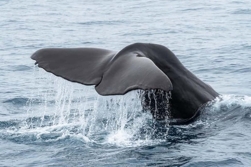Ólafsvík: Whale Watching Tour - Who should book this whale watch from Ólafsvík
