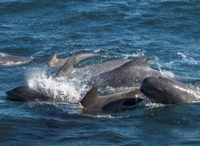 Ólafsvík: Whale Watching Tour - Booking mindset: the smart way to choose your day