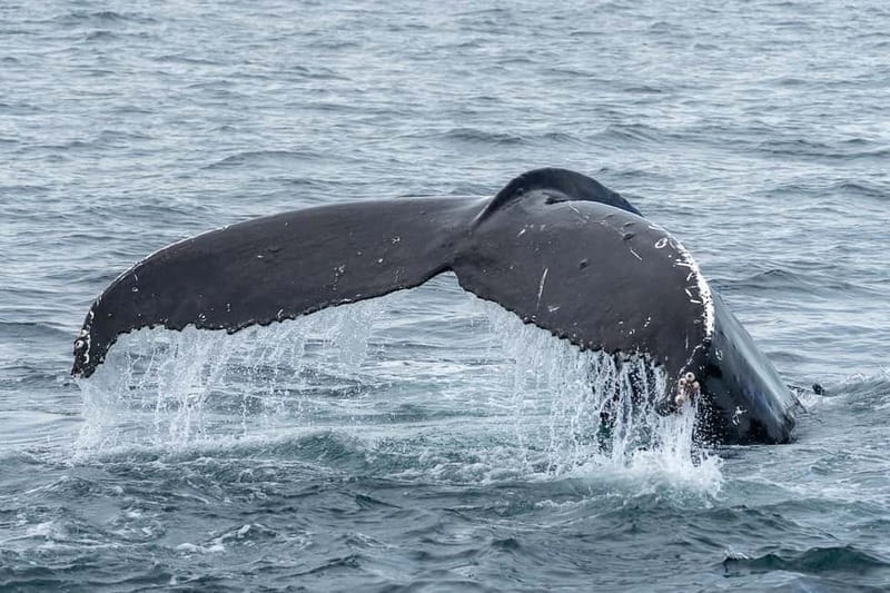 Ólafsvík: Whale Watching Tour - What you might see: orcas, sperm whales, pilot whales, and the seasonal mix