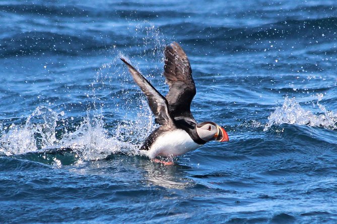 Original Big Whale Safari & Puffins Speedboat Tour from Húsavík - Húsavík by RIB: why this whale safari feels so different
