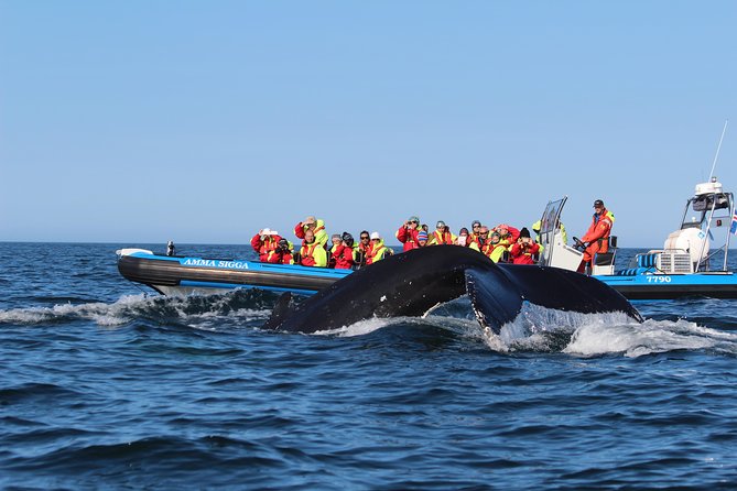 Original Big Whale Safari & Puffins Speedboat Tour from Húsavík - Puffin Island in season: when you’ll actually get the full experience