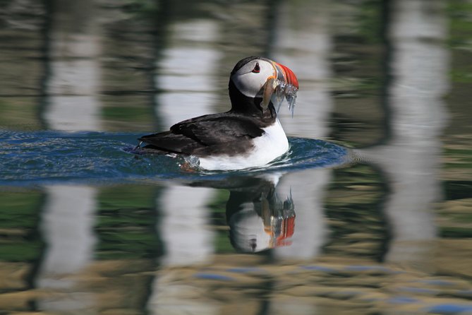 Original Big Whale Safari & Puffins Speedboat Tour from Húsavík - Gear, safety, and the on-board vibe that people keep praising