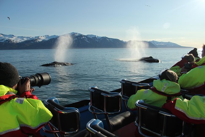 Original Big Whale Safari & Puffins Speedboat Tour from Húsavík - Who this tour suits best, and who should skip it