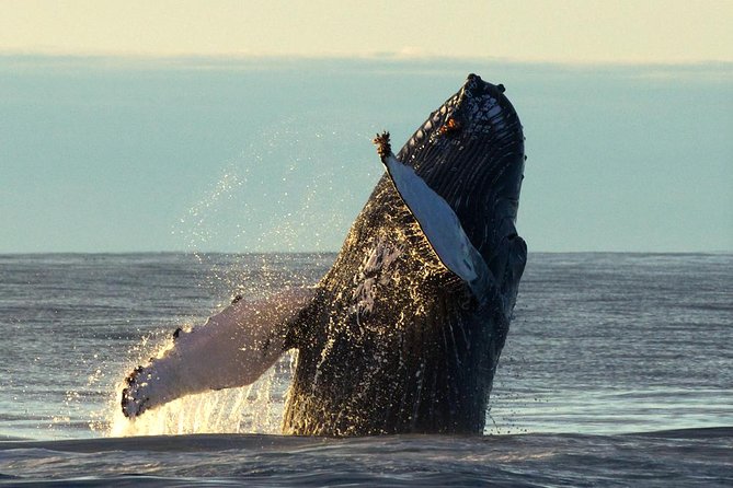 Original Big Whale Safari & Puffins Speedboat Tour from Húsavík - Should you book Gentle Giants Big Whale Safari and Puffins?