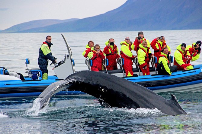Original Big Whale Safari & Puffins Speedboat Tour from Húsavík - The 2-hour plan: what the timing really buys you