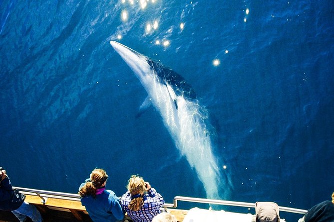 Original Carbon Neutral Whale Watching Tour from Húsavík - Carbon-neutral whale watching from Húsavík, with a quiet approach