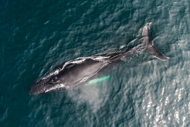 Original Carbon Neutral Whale Watching Tour from Húsavík - Whales you might spot, from minke to humpbacks and beyond