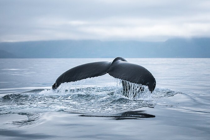 Original Carbon Neutral Whale Watching Tour from Húsavík - Stop on the water: what each part of the sailing actually gives you