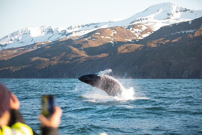 Original Carbon Neutral Whale Watching Tour from Húsavík - Your 3-hour rhythm on Skjálfandi Bay