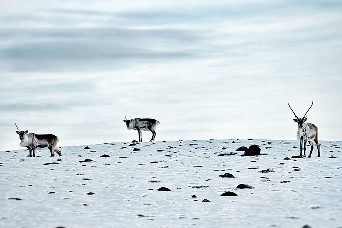 Premium Ice Cave Tour Vatnajokull Iceland - Book it or skip it: my practical call