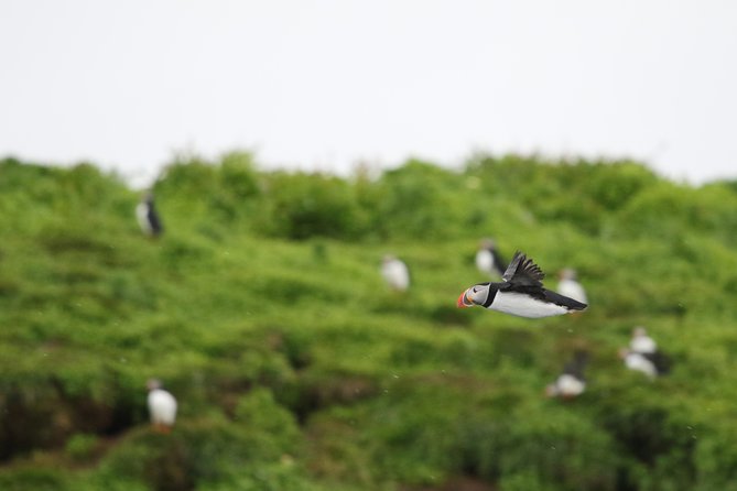 Premium Small-Group Puffin & Bird Watching tour from Reykjavík - Key reasons this puffin tour is worth your time