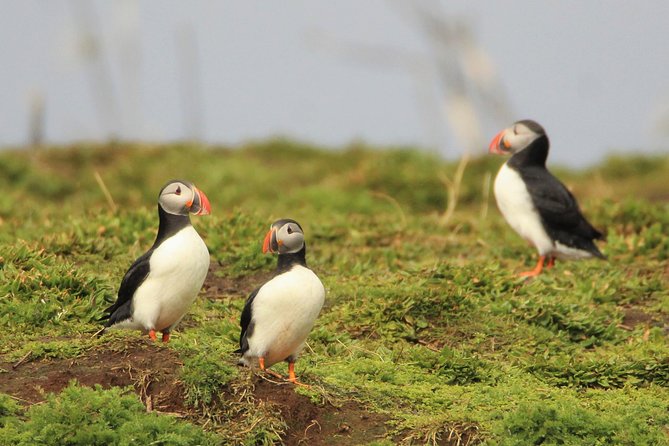 Premium Small-Group Puffin & Bird Watching tour from Reykjavík - Faxaflói Bay and Akurey islands, where the birds actually are