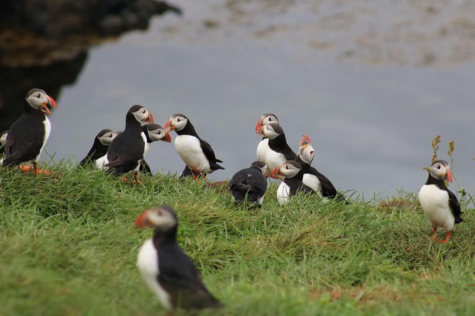 Premium Small-Group Puffin & Bird Watching tour from Reykjavík - How the 1-hour loop works, from check-in to close-up viewing