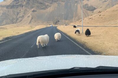 PRIVATE 2-Hours Tour – Westman Islands with a local in a BMW X5