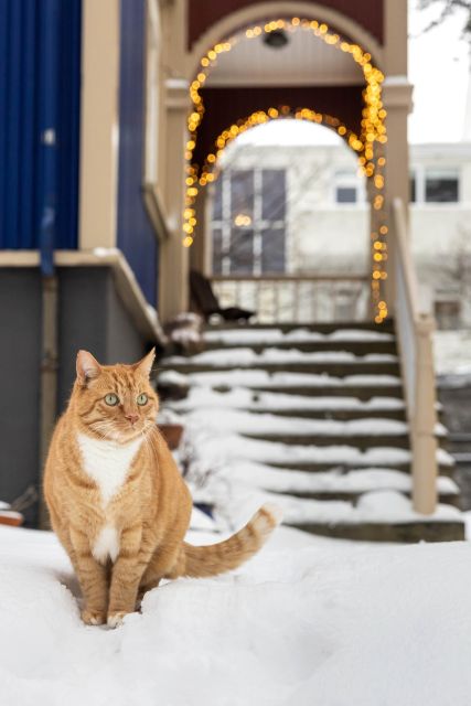 Private Combo Reykjavik Folklore & CatWalk - Laugavegur and the Downtown Cat Chance, Baktus, Jonsi, and Ofelia
