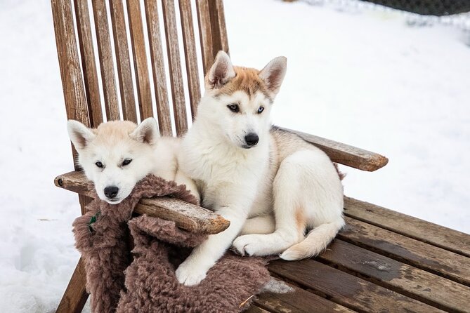 Private Dog Sledding in Akureyri - The Sled Ride: Woodland, Countryside, and a Run Down Toward Sea Level
