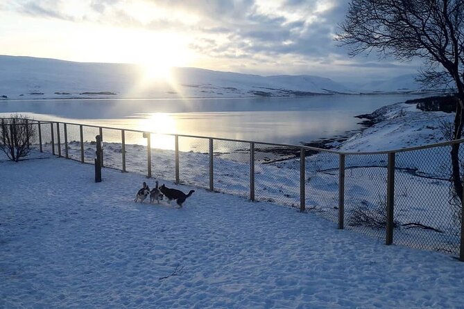 Private Dog Sledding in Akureyri - Private-Tour Energy With Real Hosting (Gunni and Maria)