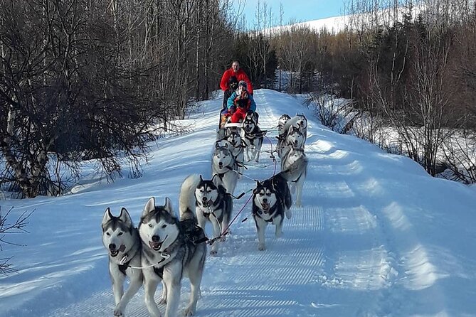 Private Dog Sledding in Akureyri - When Snow Is Missing: Carting Instead of Canceling