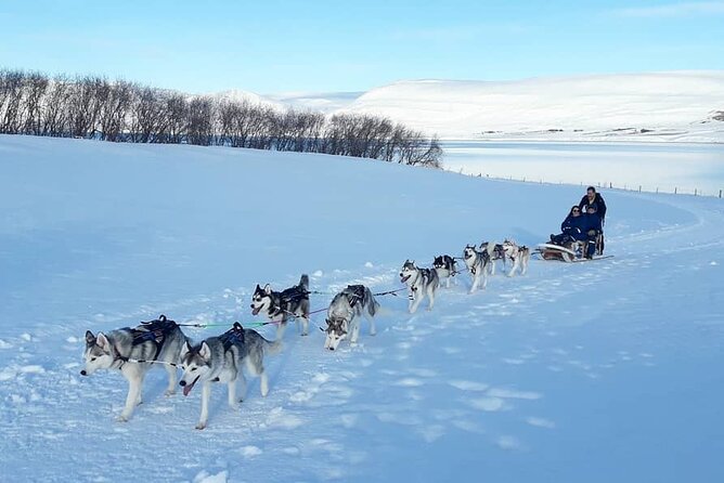 Private Dog Sledding in Akureyri - English-Friendly, Small-Group Value in Akureyri