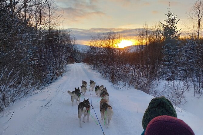 Private Dog Sledding in Akureyri - Husky Meet-and-Greet After the Sledding